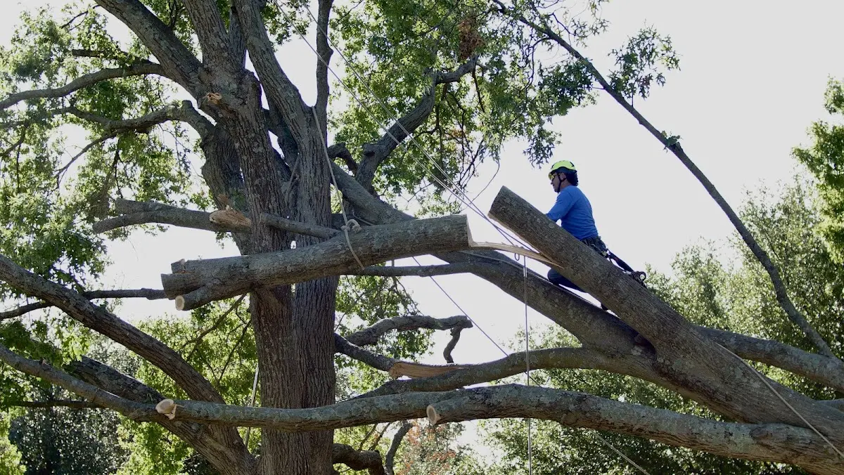 Professional Crown Thinning performed by certified arborists in Zapata