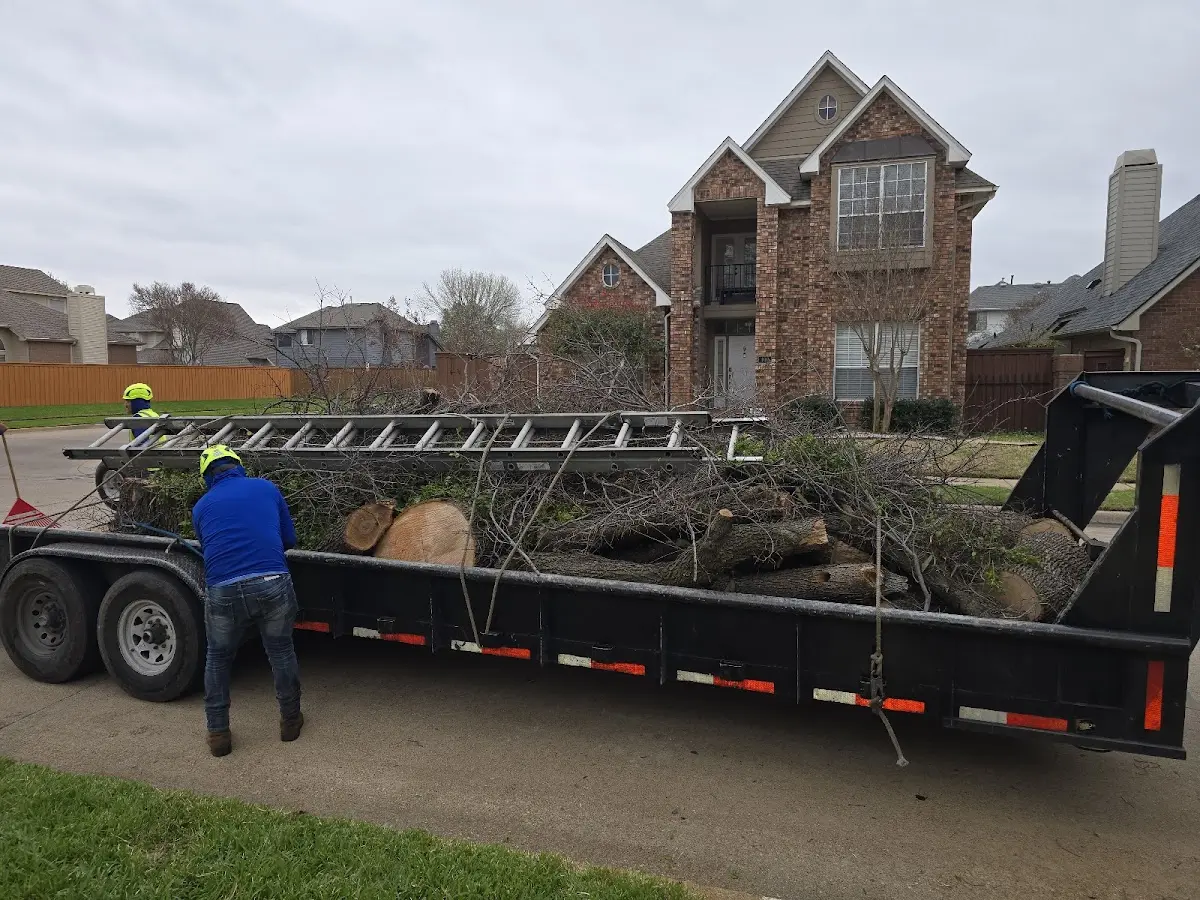 Expert Tree Removal with proper safety equipment in Zapata
